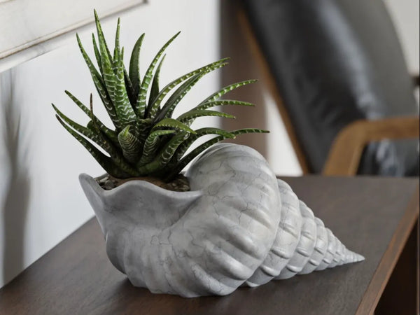 Conch Shell Planter – Premium Coastal-Inspired Decorative Pot for Home & Office